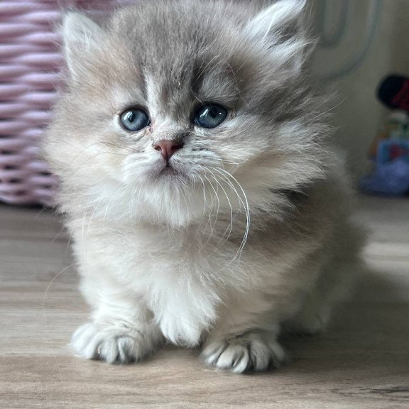 Munchkin Patrisia