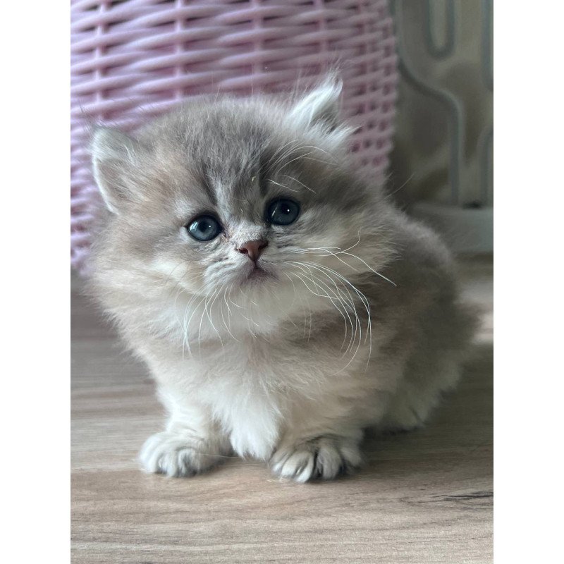 Munchkin Patrisia