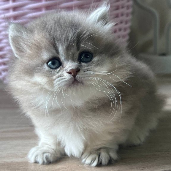 Munchkin Patrisia