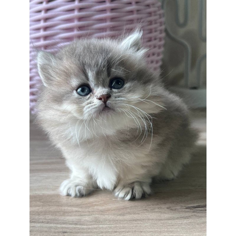 Munchkin Patrisia