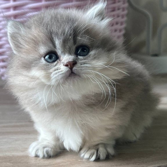 Munchkin Patrisia