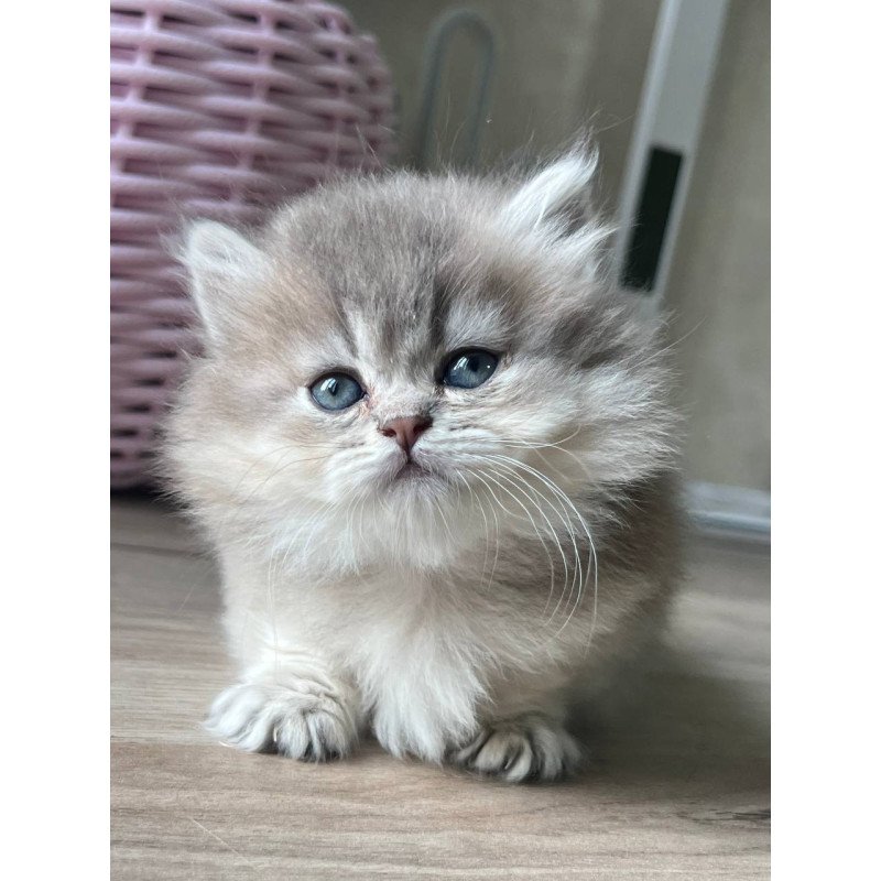 Munchkin Patrisia