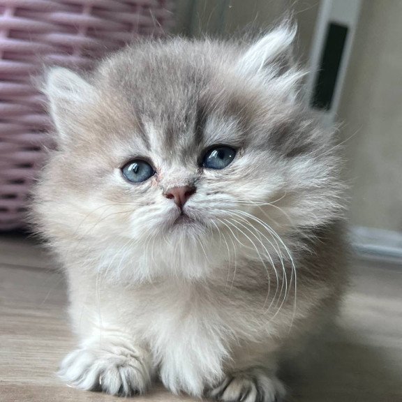 Munchkin Patrisia