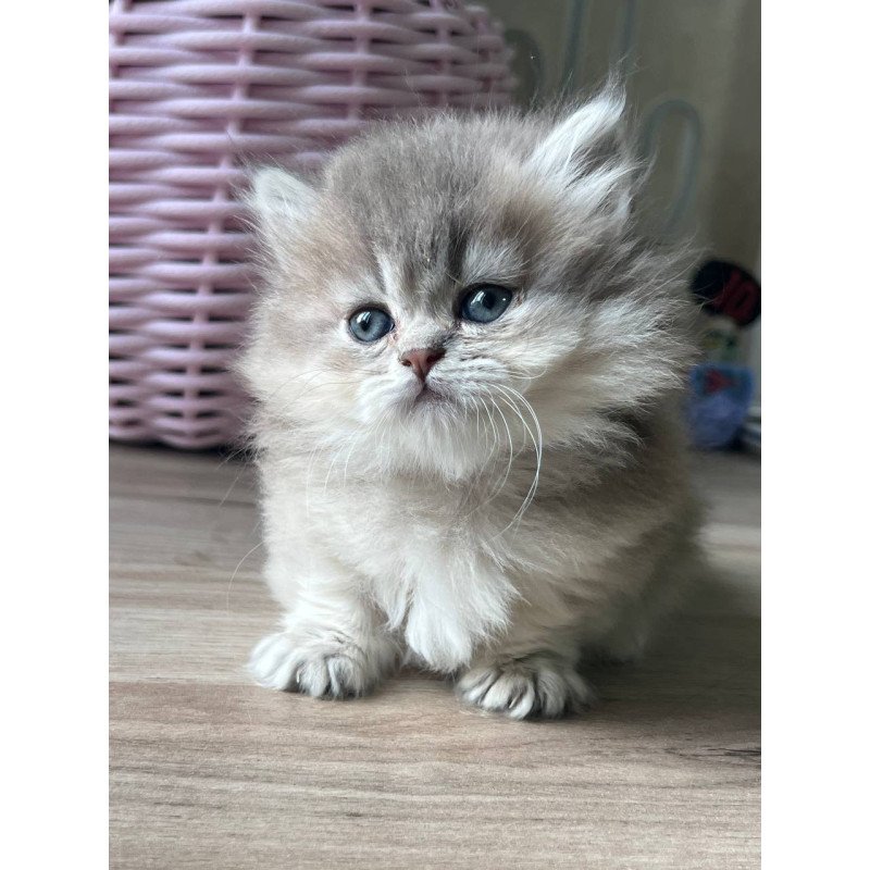 Munchkin Patrisia