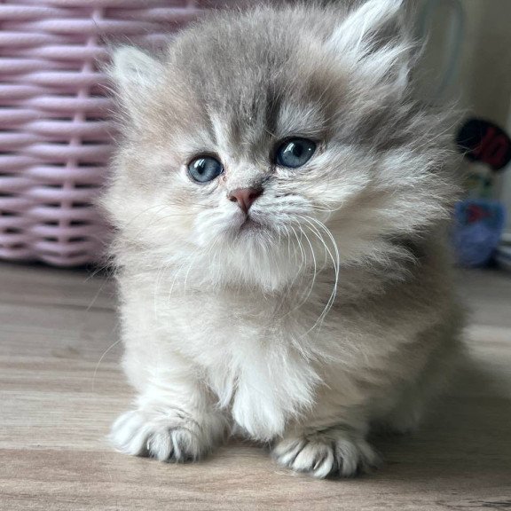 Munchkin Patrisia