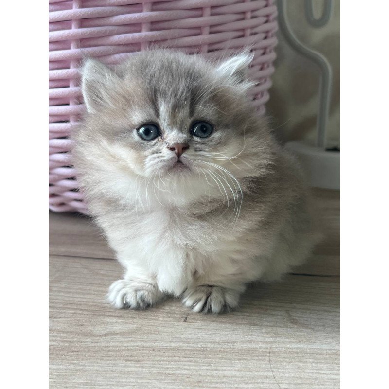 Munchkin Patrisia