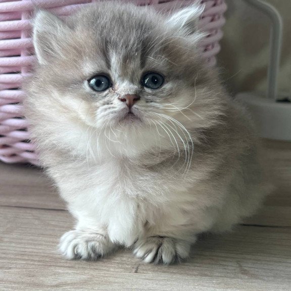 Munchkin Patrisia