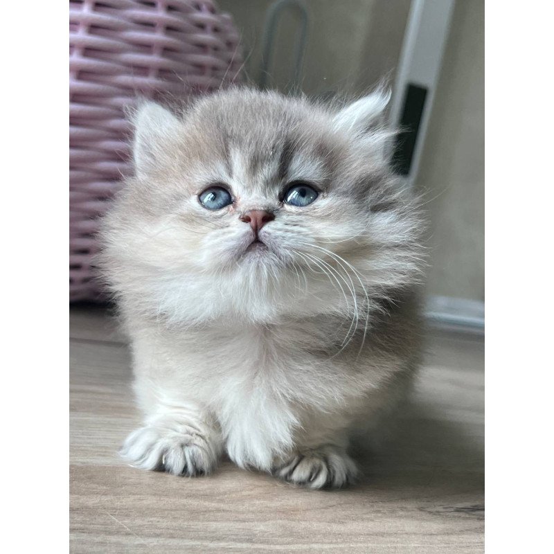 Munchkin Patrisia