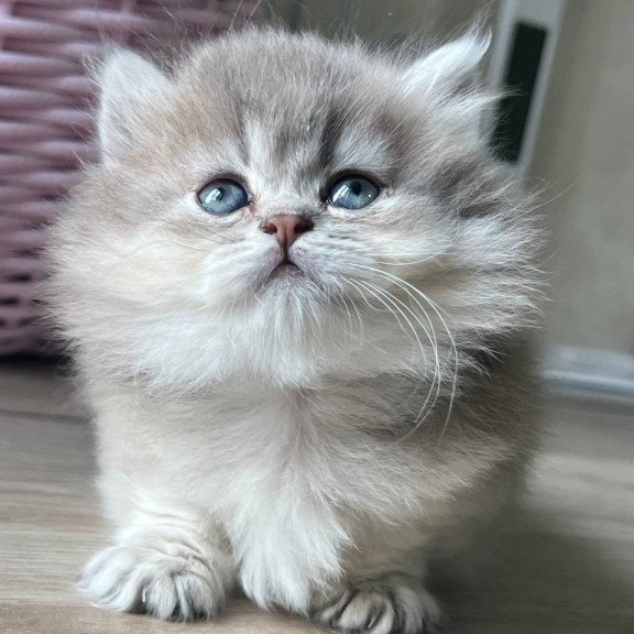 Munchkin Patrisia