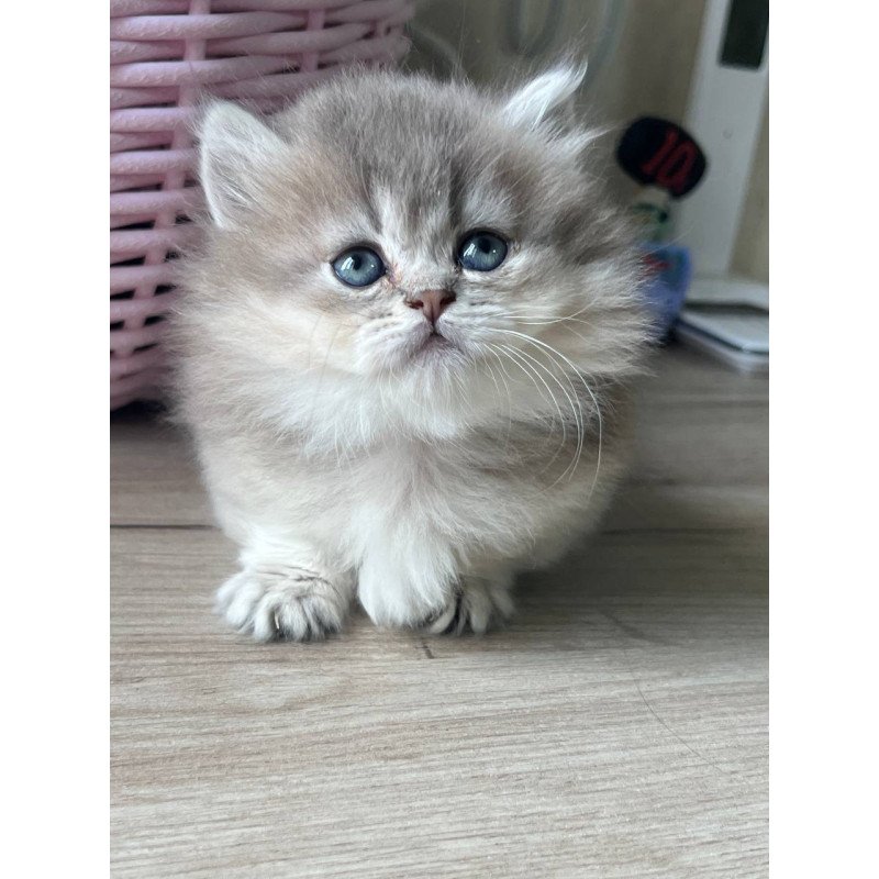 Munchkin Patrisia