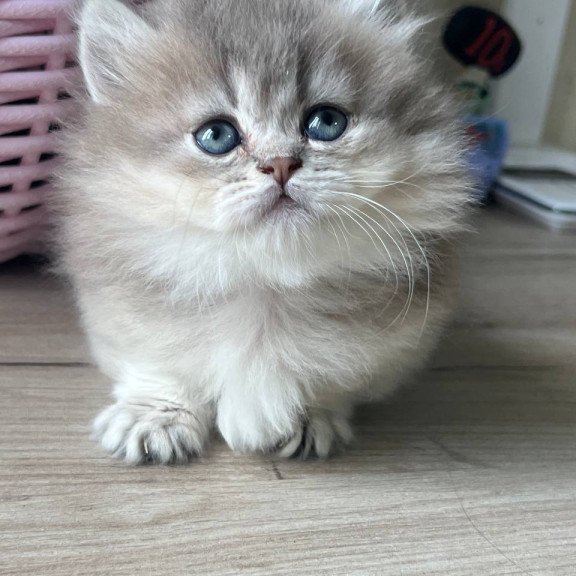 Munchkin Patrisia