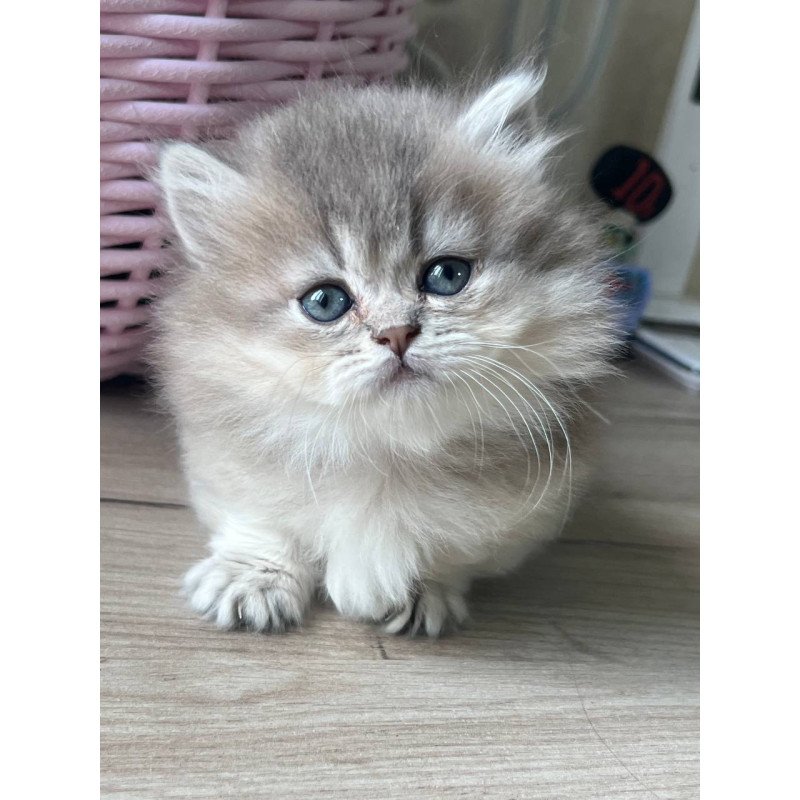 Munchkin Patrisia