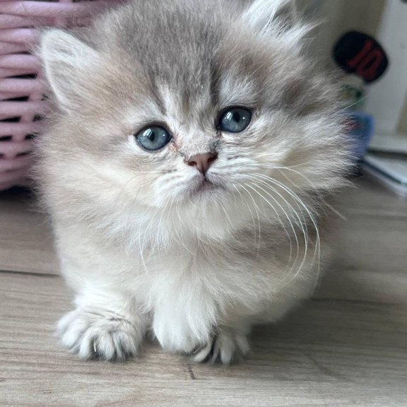 Munchkin Patrisia