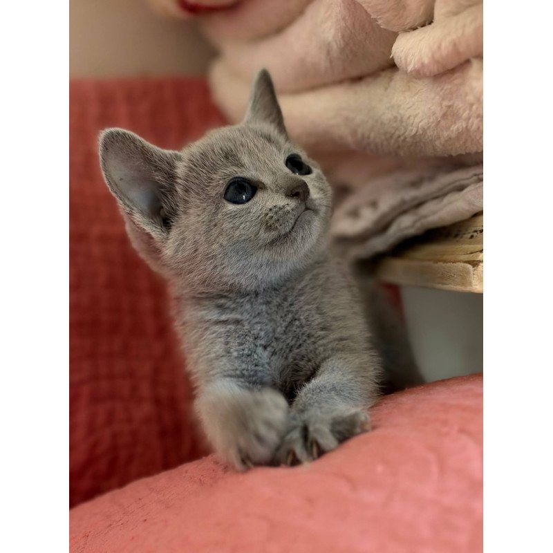 Russian Blue Nina
