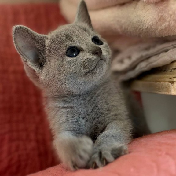 Russian Blue Nina
