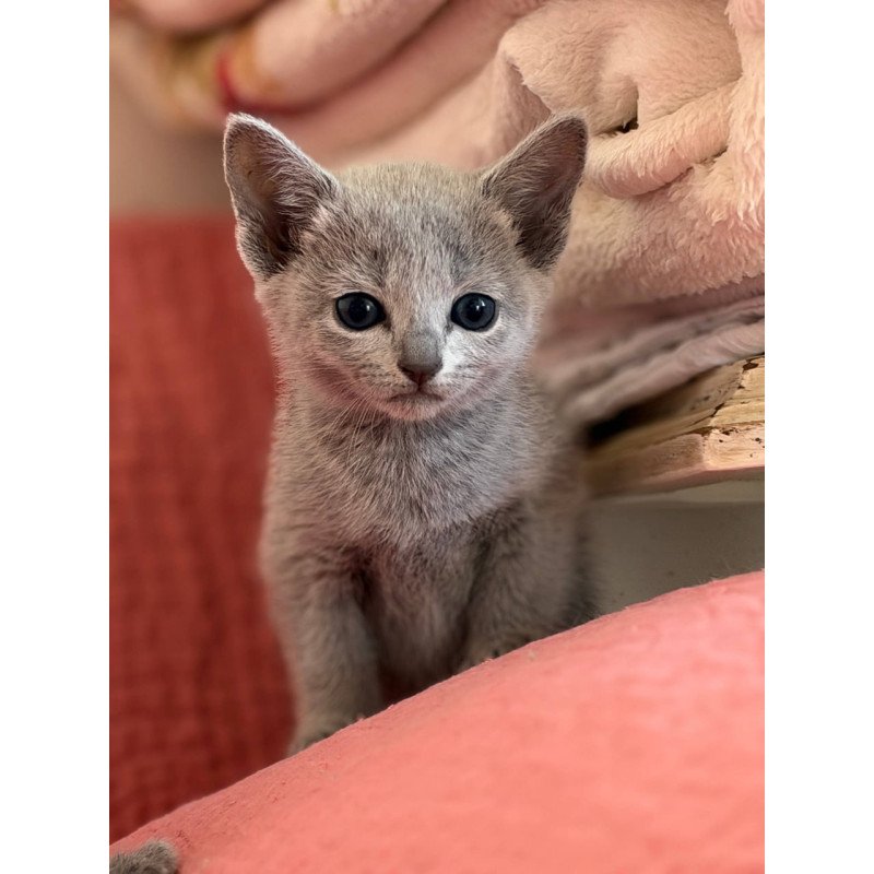 Russian Blue Nina