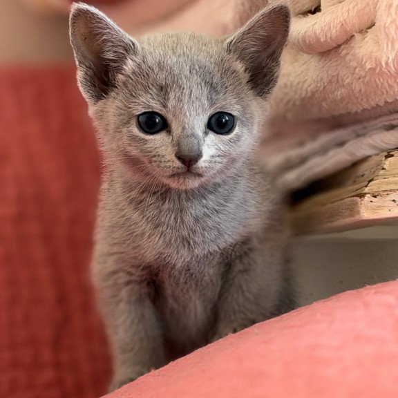 Russian Blue Nina