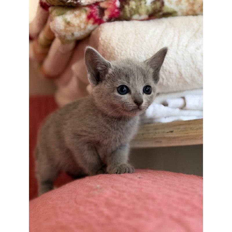 Russian Blue Nina