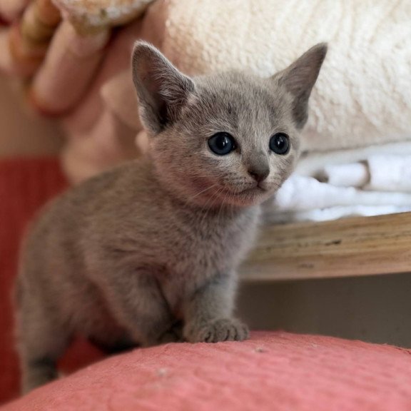 Russian Blue Nina