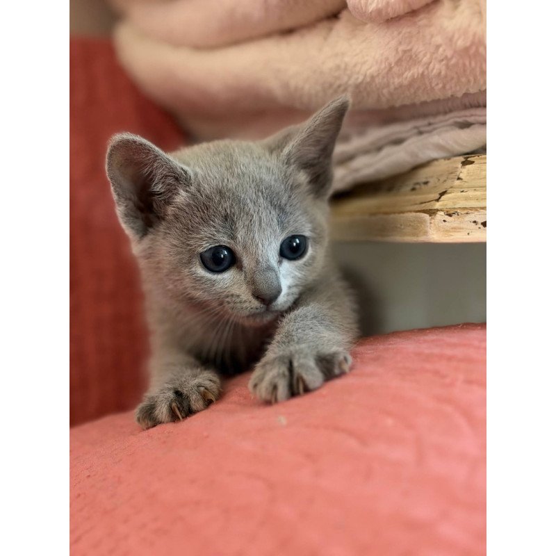 Russian Blue Nina