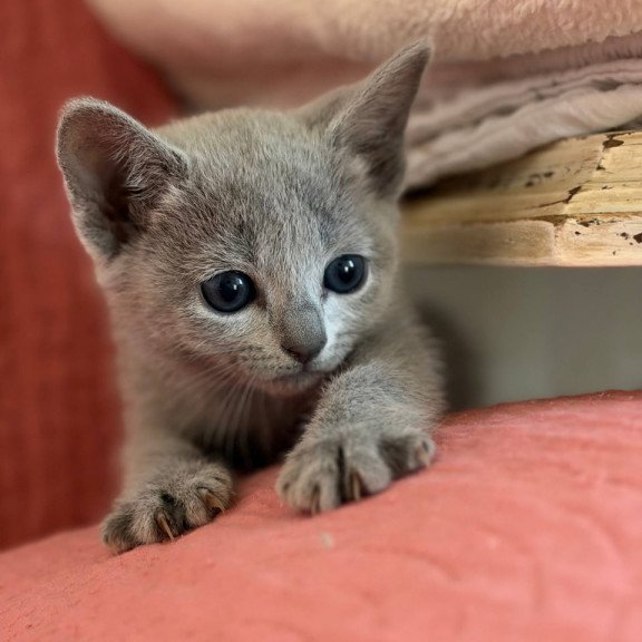 Russian Blue Nina