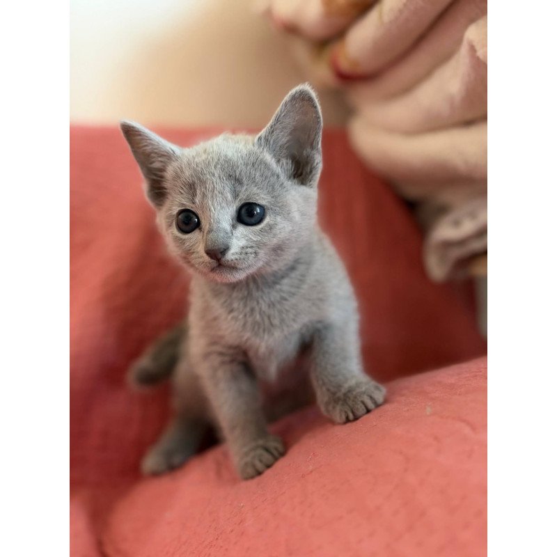 Russian Blue Nina