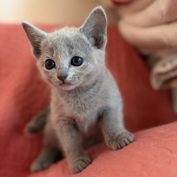 Russian Blue Nina