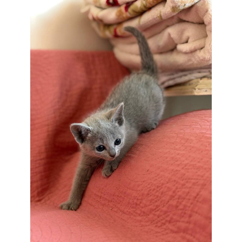 Russian Blue Nina