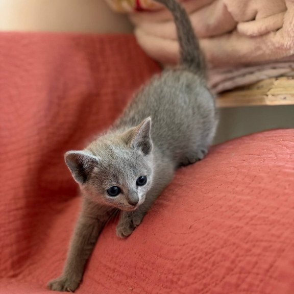 Russian Blue Nina