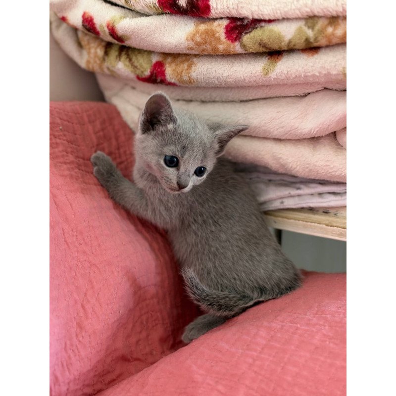 Russian Blue Nina
