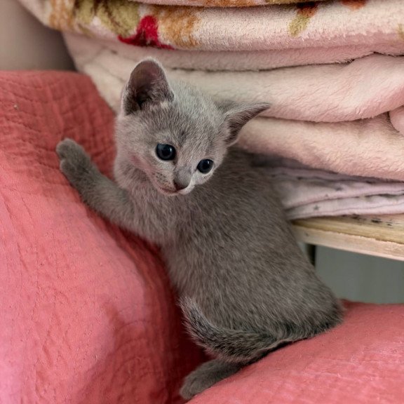 Russian Blue Nina