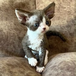 Devon Rex Valeria