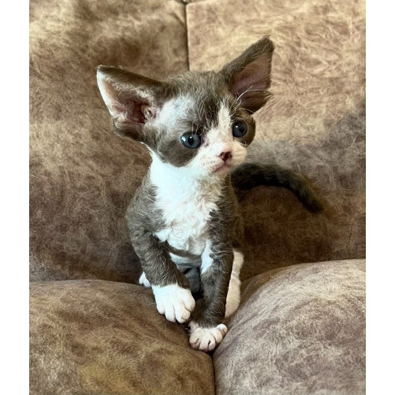 Devon Rex Valeria