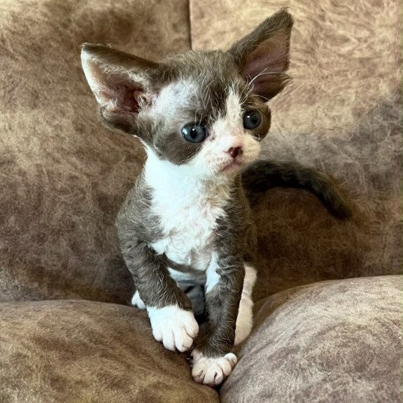 Devon Rex Valeria