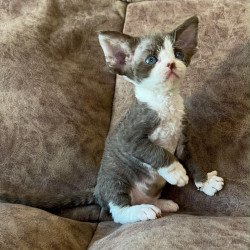 Devon Rex Valeria