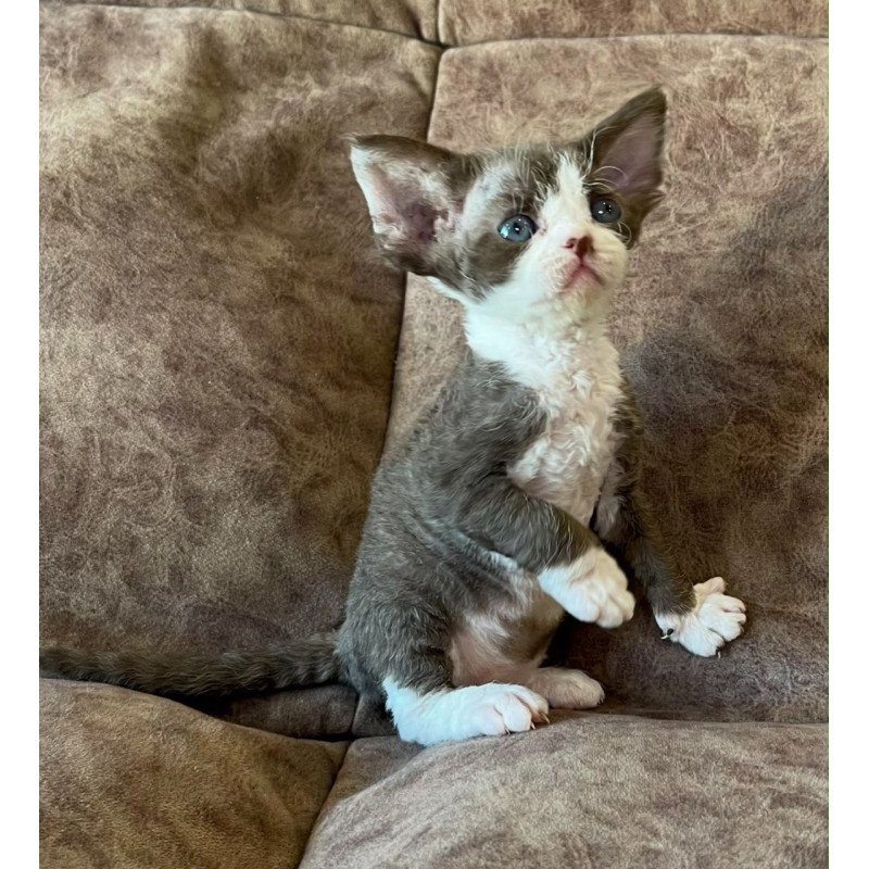 Devon Rex Valeria