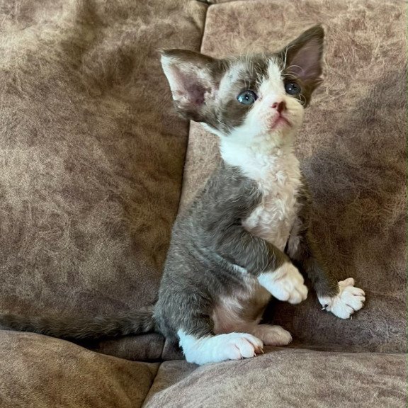 Devon Rex Valeria