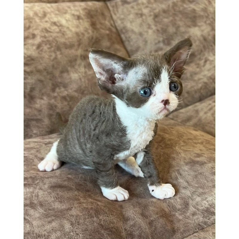 Devon Rex Valeria