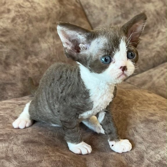 Devon Rex Valeria