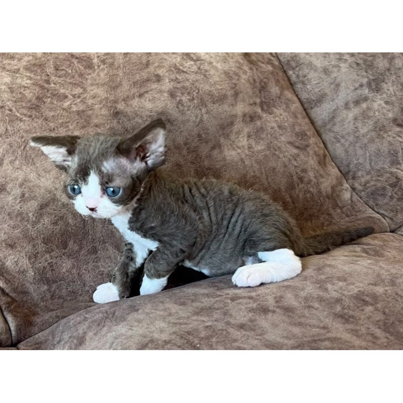 Devon Rex Valeria