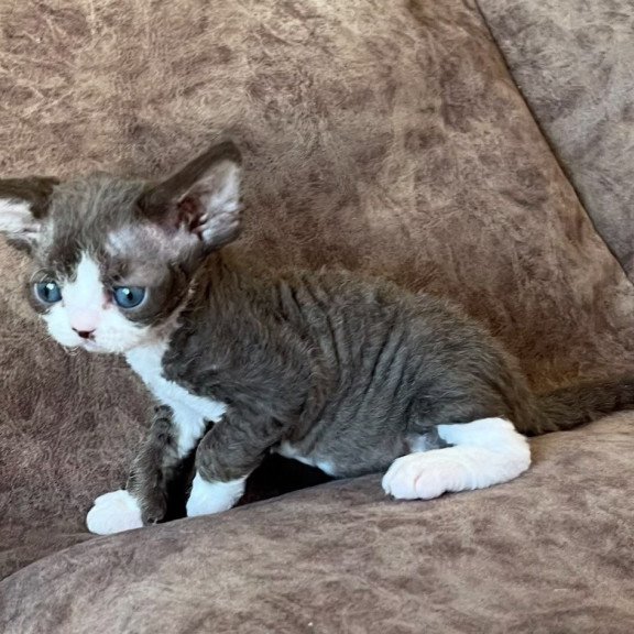 Devon Rex Valeria