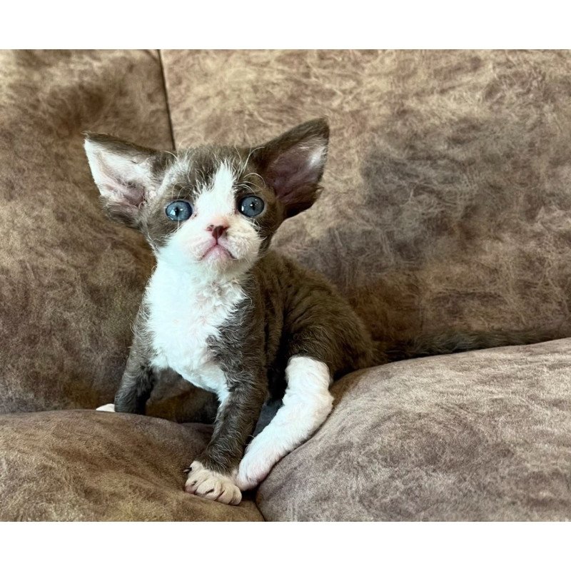 Devon Rex Valeria
