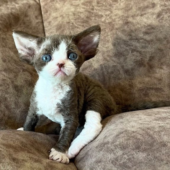Devon Rex Valeria
