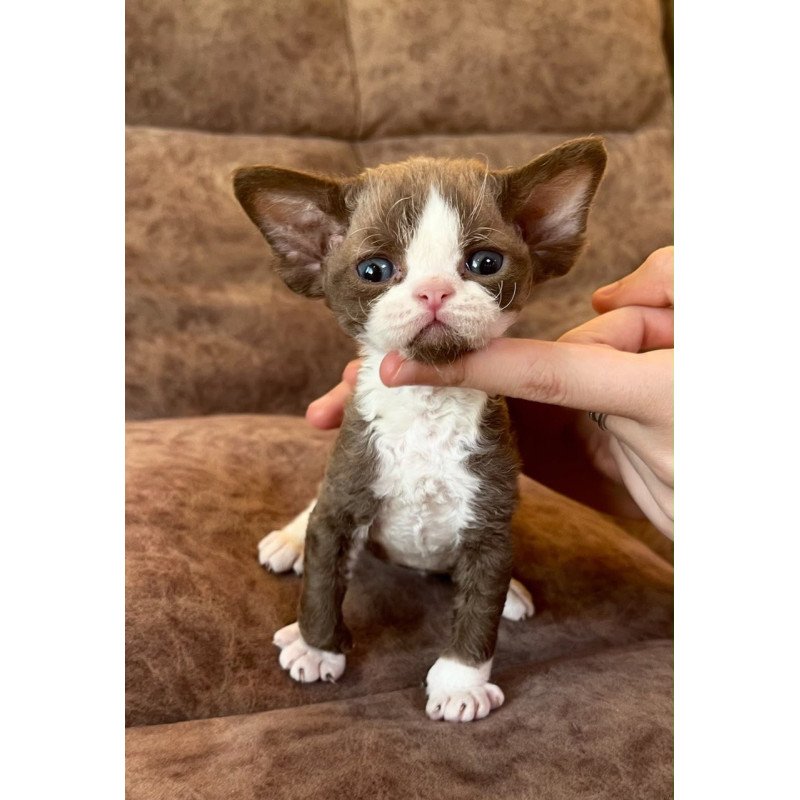 Devon Rex Valentin