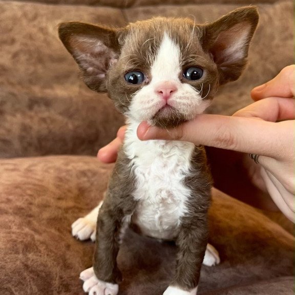 Devon Rex Valentin