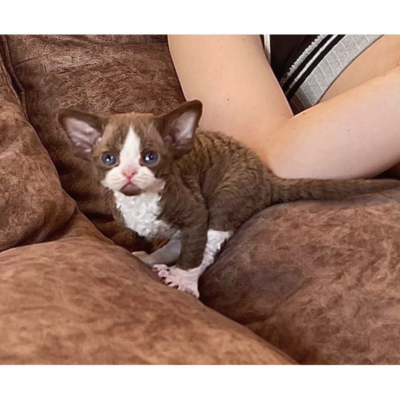 Devon Rex Valentin