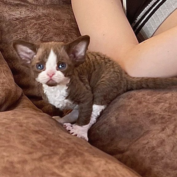Devon Rex Valentin