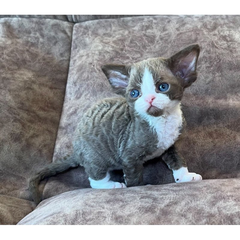 Devon Rex Valentin