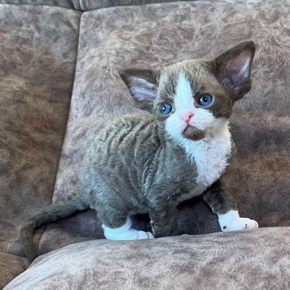 Devon Rex Valentin
