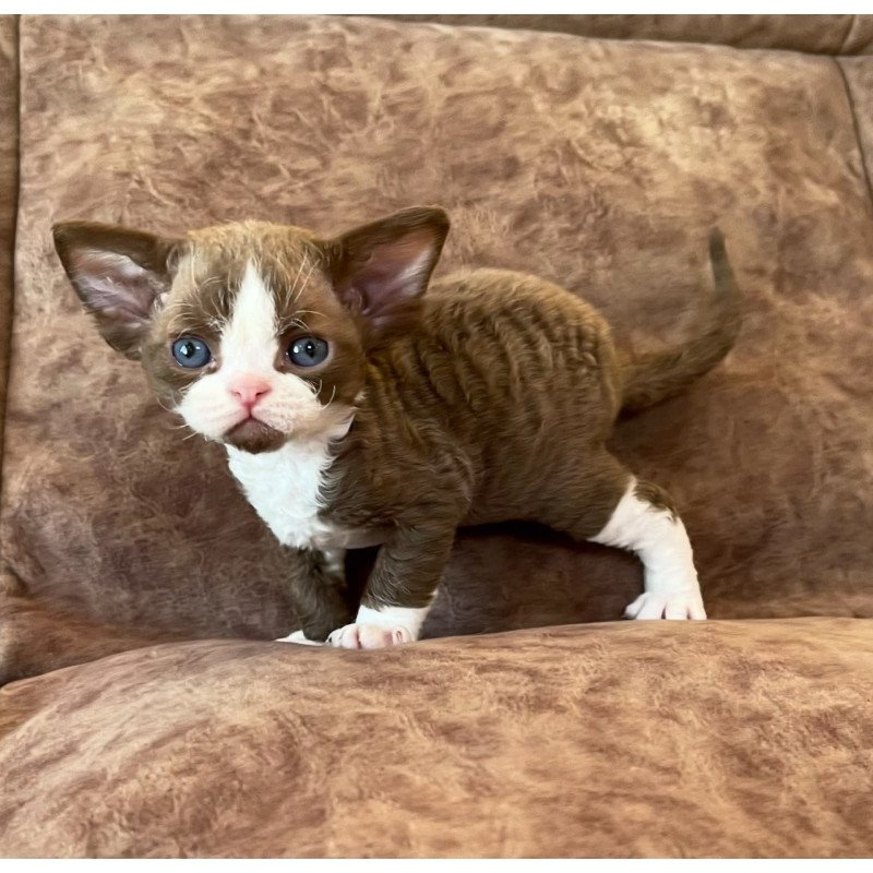 Devon Rex Valentin
